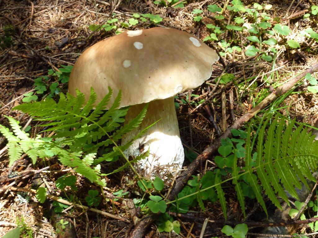 Bio-bauernhof Rettenbachgut Bauernhof