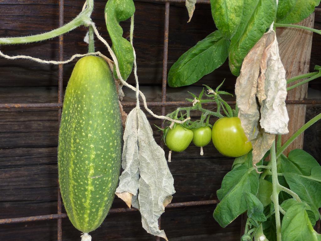 Bio-bauernhof Rettenbachgut * Werfen