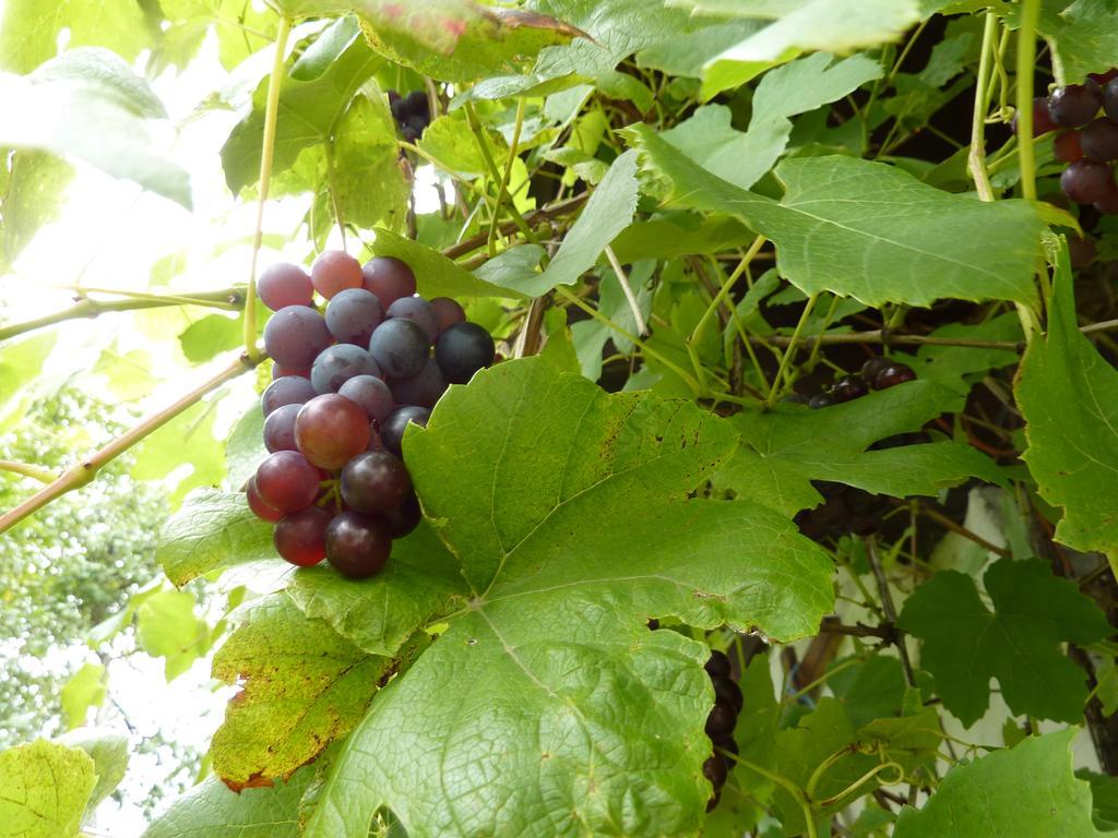 Bio-bauernhof Rettenbachgut Werfen