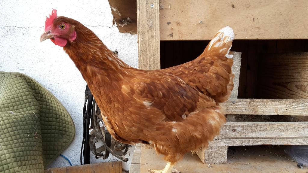 Bio-bauernhof Rettenbachgut *