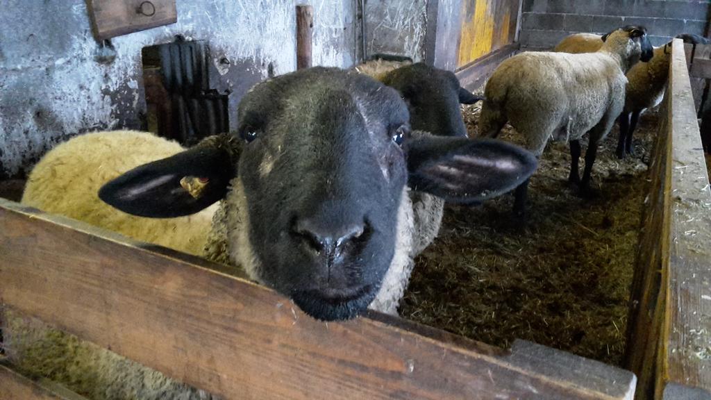 Bio-bauernhof Rettenbachgut * Werfen